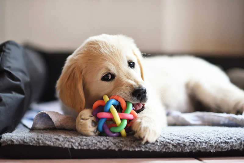 How to Choose the Right Interactive Toy for Your Dog?