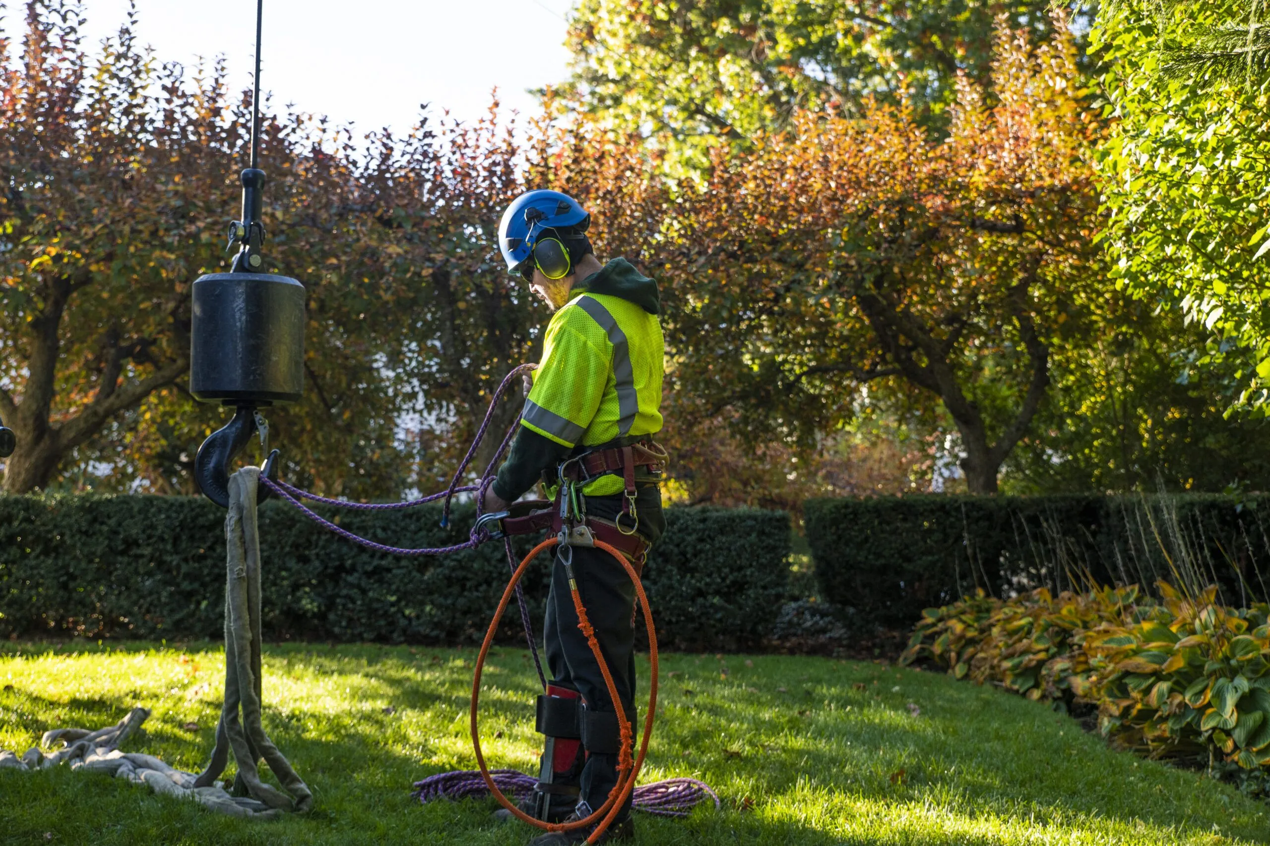 Emergency Tree Removal