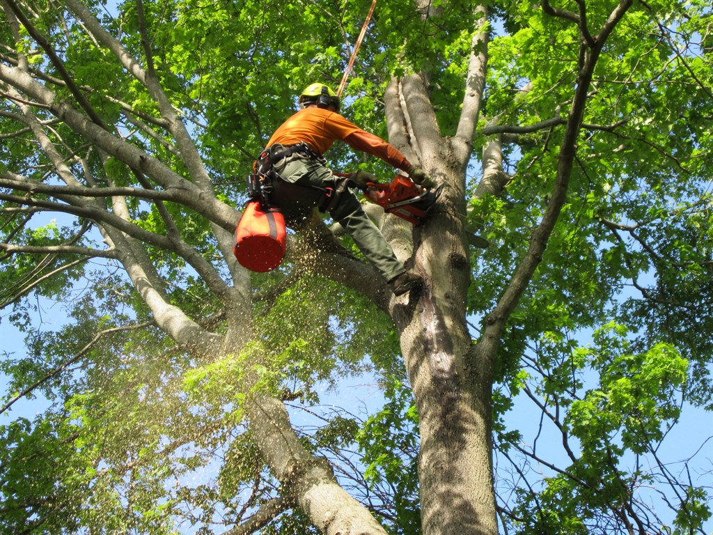 Emergency Tree Removal