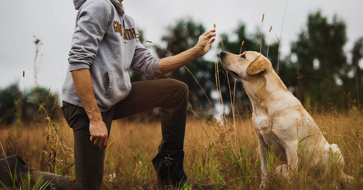 Why is it important to opt for dog training?