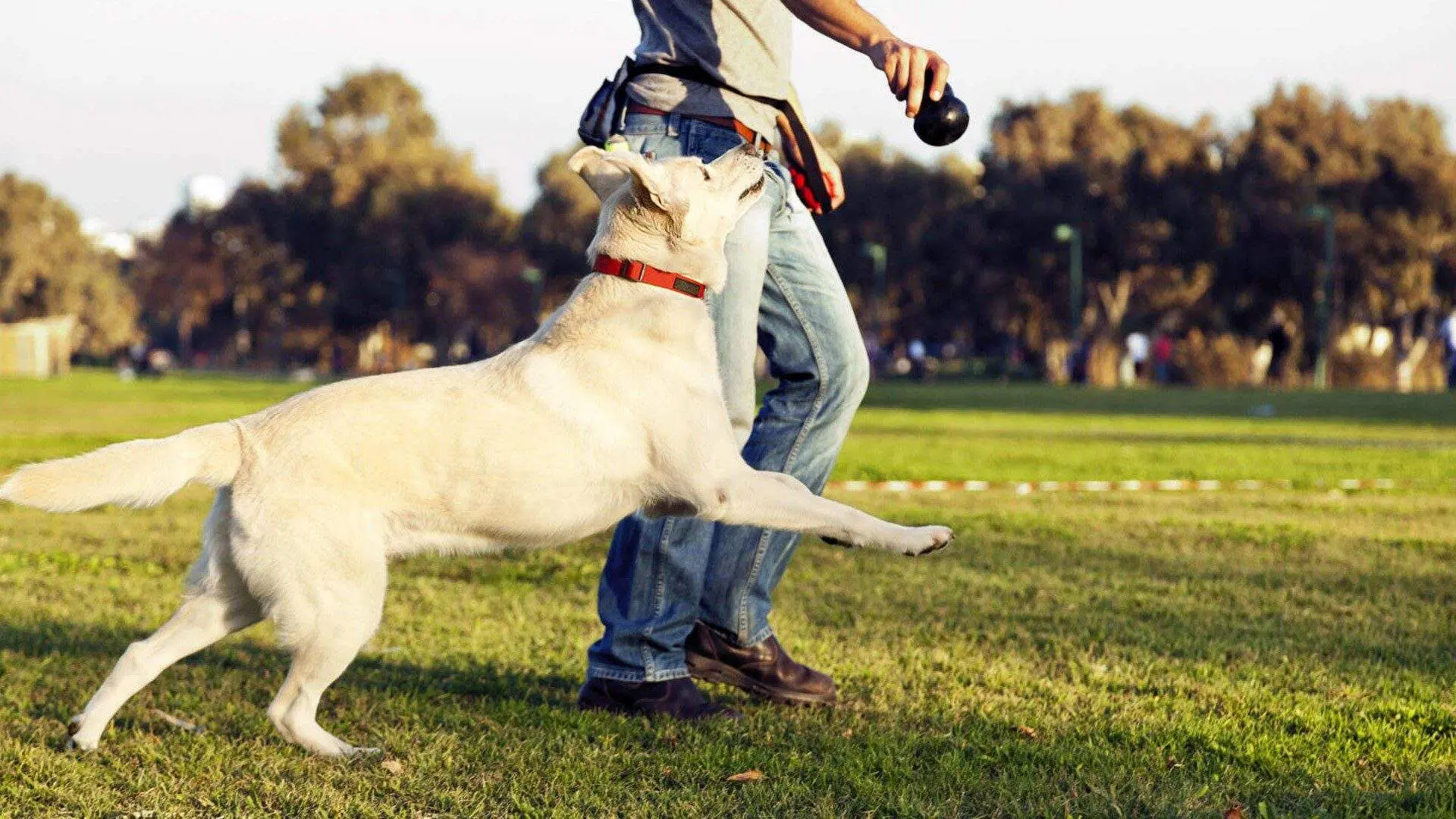dog trainer in Mission Mooreland